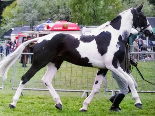 Fernando - Coloured Show Horse